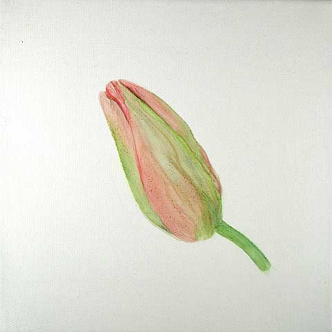 Tulpe 06-A-02