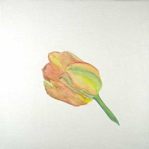 Tulpe 06-A-03