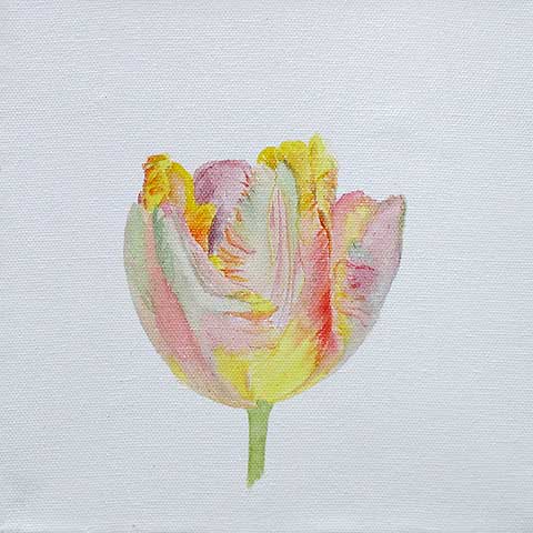 Tulpe 07-H-02