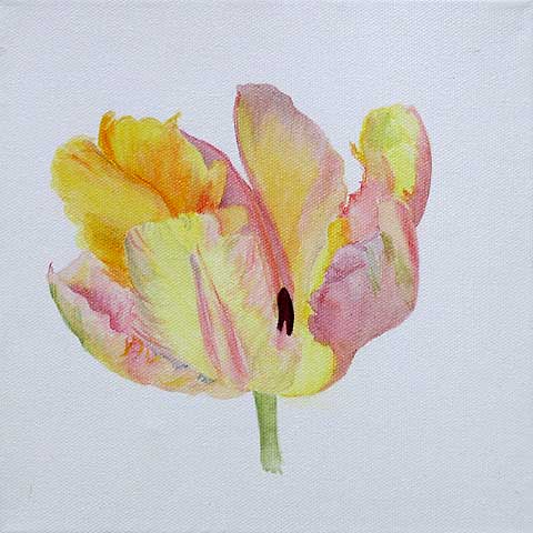 Tulpe 07-H-03