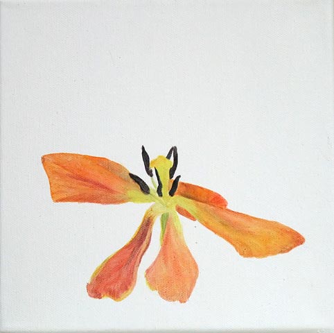 Tulpe 08-F-06