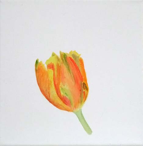 Tulpe 08-K-02