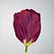 Tulpe X06-E-02  
