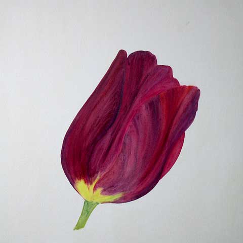 Tulpe X06-E-01