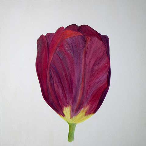 Tulpe X06-E-02  